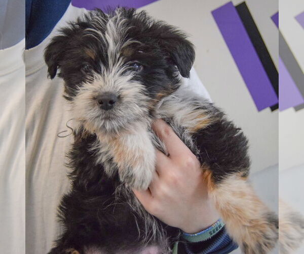 Medium Photo #3 Mutt Puppy For Sale in Huntley, IL, USA