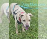 Small #3 American Pit Bull Terrier Mix