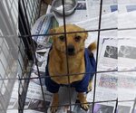 Small #6 Chihuahua Mix