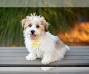 Havanese Puppy for sale in NORTH LAWRENCE, OH, USA