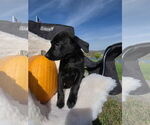 Small Photo #7 Labrador Retriever-Unknown Mix Puppy For Sale in SHERBURNE, NY, USA