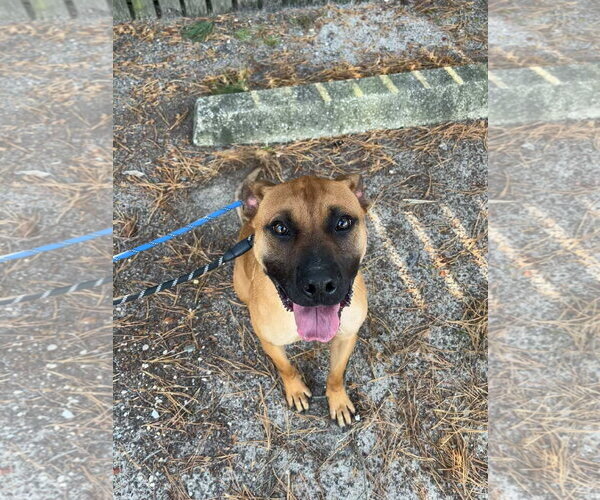 Medium Photo #1 American Pit Bull Terrier-Unknown Mix Puppy For Sale in Brooklyn, NY, USA