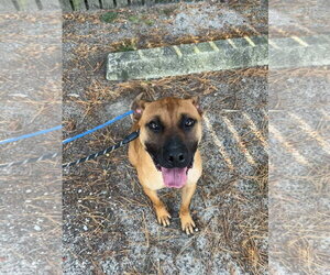 American Pit Bull Terrier-Unknown Mix Dogs for adoption in Brooklyn, NY, USA