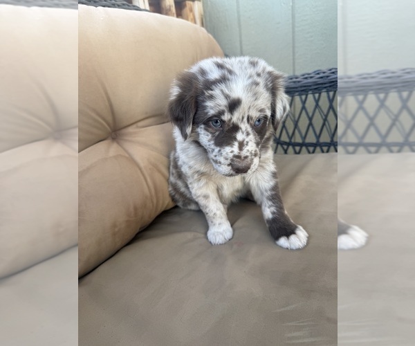 Medium Photo #2 Australian Shepherd Puppy For Sale in WILLIAMS, AZ, USA
