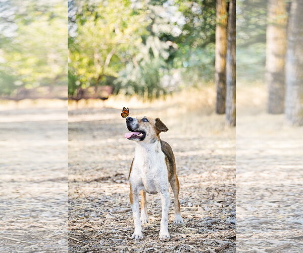 Medium Photo #2 Mutt Puppy For Sale in Sandy, UT, USA