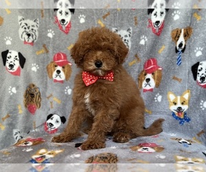 Poodle (Miniature) Puppy for sale in LAKELAND, FL, USA