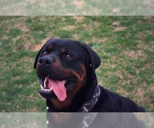 Rottweiler Puppy for Sale in VANCOUVER, Washington USA