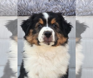 Miniature Australian Shepherd Puppy for sale in O NEALS, CA, USA