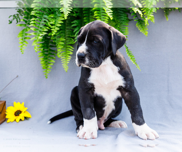Medium Photo #13 Great Dane Puppy For Sale in WAKARUSA, IN, USA