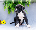 Small #11 Great Dane