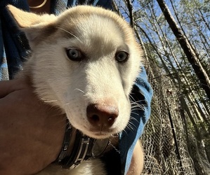 Siberian Husky Puppy for sale in WILLIAMSBURG, VA, USA