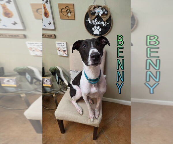 Medium Photo #3 Greyhound Puppy For Sale in Port Clinton, OH, USA