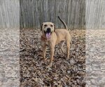Small Photo #7 Labrador Retriever-Unknown Mix Puppy For Sale in Munford, TN, USA