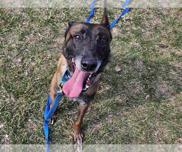 Medium Photo #7 Mutt Puppy For Sale in Imlay City, MI, USA