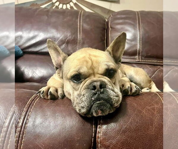 Medium Photo #3 French Bulldog-Unknown Mix Puppy For Sale in Oak Bluffs, MA, USA