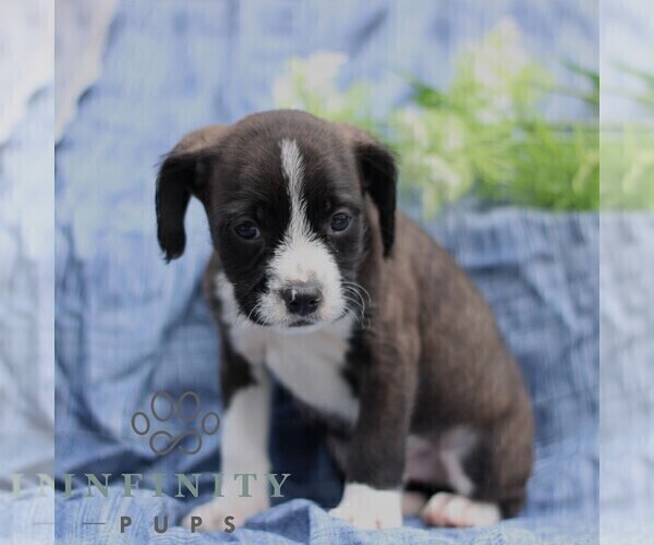 Medium Photo #1 Boston Terrier-Cock-A-Poo Mix Puppy For Sale in PORT ROYAL, PA, USA
