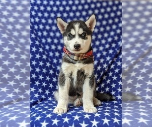 Siberian Husky Puppy for sale in QUARRYVILLE, PA, USA
