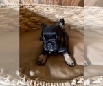 Small #3 French Bulldog