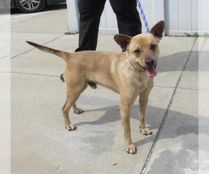 Rat-Cha Dogs for adoption in Louisville, KY, USA