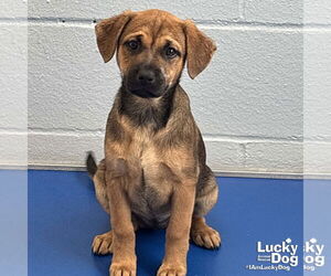 Retriever -Unknown Mix Dogs for adoption in Washington, DC, USA