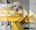 Puppy Puppy 5 Cock-A-Poo