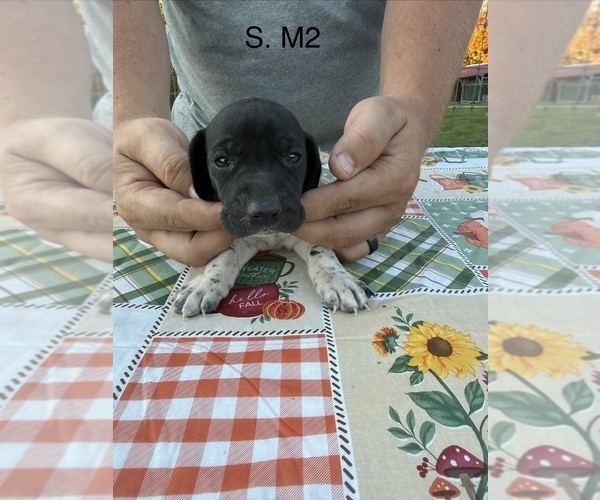 Medium Photo #18 German Shorthaired Pointer Puppy For Sale in ARGONNE, WI, USA
