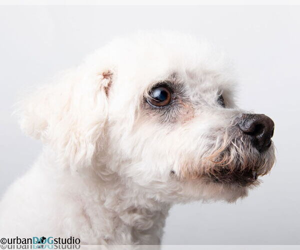 Medium Photo #6 Maltichon Puppy For Sale in Tampa, FL, USA