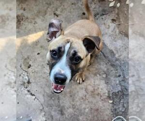Mutt Dogs for adoption in San Antonio, TX, USA