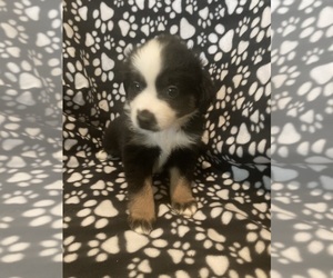 Miniature Australian Shepherd Puppy for sale in BROOKSVILLE, FL, USA