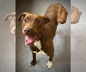 Mutt Dogs for adoption in Low Moor, VA, USA