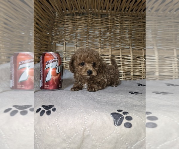 Medium Photo #3 Poodle (Toy) Puppy For Sale in NEENAH, WI, USA