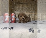 Small Photo #3 Poodle (Toy) Puppy For Sale in NEENAH, WI, USA