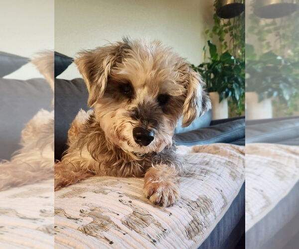 Medium Photo #1 Mutt Puppy For Sale in San Diego, CA, USA