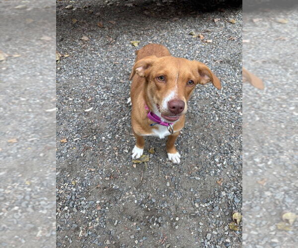 Medium Photo #2 Chiweenie Puppy For Sale in Elmsford, NY, USA