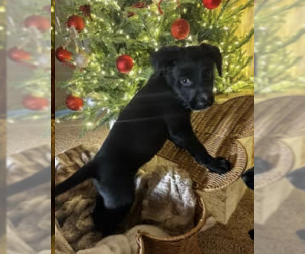 Medium Photo #2 Labradoodle Puppy For Sale in Plainfield, IL, USA