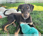 Small Rottweiler Mix