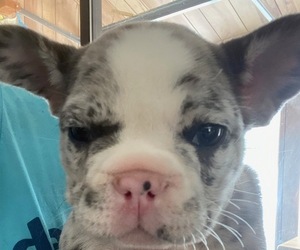 French Bulldog Puppy for sale in WEST BRANCH, MI, USA
