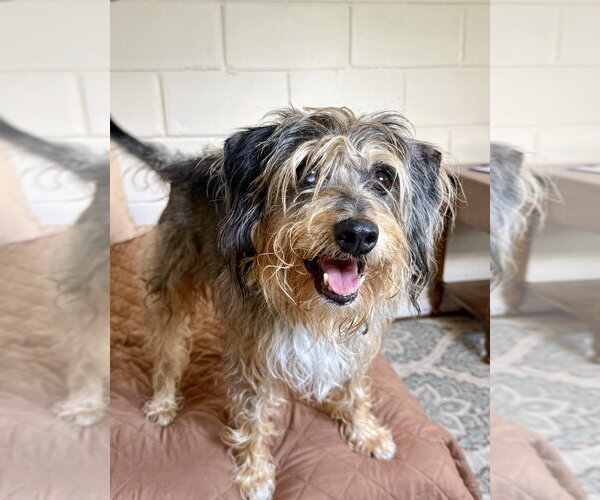 Medium Photo #5 Mutt Puppy For Sale in San Leon, TX, USA