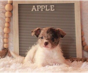 Jack-A-Poo Puppy for sale in APPLE CREEK, OH, USA