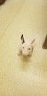 Small Photo #77 Bull Terrier Puppy For Sale in JACKSON, MI, USA