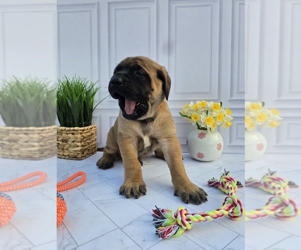 Medium Photo #6 Mastiff Puppy For Sale in GOSHEN, IN, USA