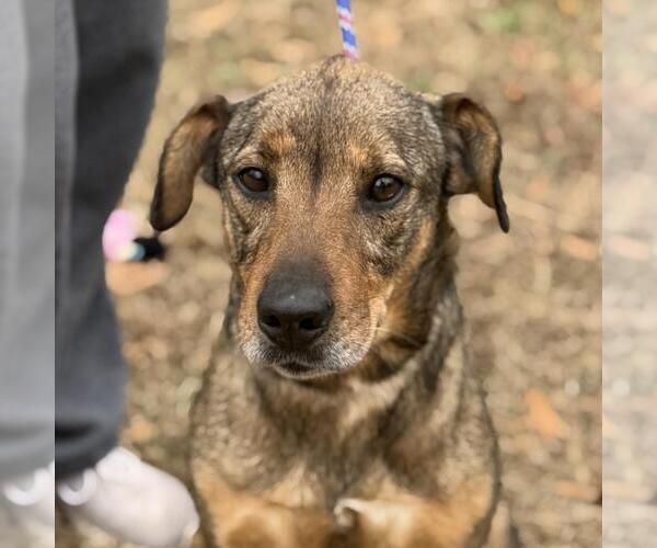 Medium Photo #1 Feist Terrier-Unknown Mix Puppy For Sale in Yardley, PA, USA
