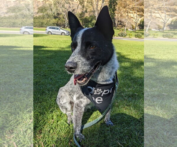 Medium Photo #2 Mutt Puppy For Sale in Menifee, CA, USA