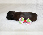 Small Photo #2 Shih Tzu Puppy For Sale in LEHIGHTON, PA, USA