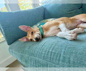 Mutt Dogs for adoption in miami, FL, USA