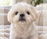 Winnie - Female Shih Tzu-Unknown Mix Dog for Adoption - Small photo