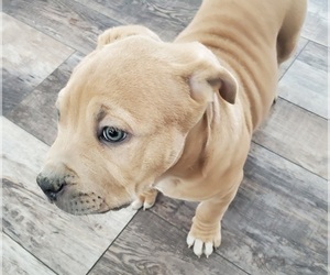 American Bully Puppy for sale in ELIZABETH, CO, USA
