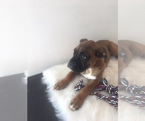 Boxer Puppy for sale in HOFFMAN ESTATES, IL, USA
