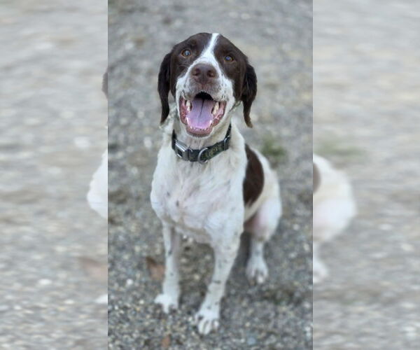 Medium Photo #1 Brittany Puppy For Sale in Woodsfield, OH, USA