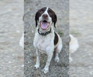 Brittany Dogs for adoption in Woodsfield, OH, USA